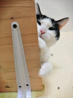 Фото: Скоттиш страйт (шотландская прямоухая) : Приключения Шурика! Котик ищет дом!