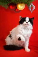 Фото: Скоттиш страйт (шотландская прямоухая) : Шикарный пушистый 8 мес котик Тимоша ищет семью!