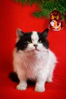 Фото: Скоттиш страйт (шотландская прямоухая) : Шикарный пушистый 8 мес котик Тимоша ищет семью!