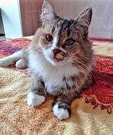 Фото: Скоттиш страйт (шотландская прямоухая) : Оставленная хозяевами кошка Алиса ищет дом