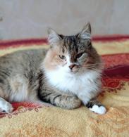 Фото: Скоттиш страйт (шотландская прямоухая) : Оставленная хозяевами кошка Алиса ищет дом