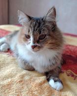 Фото: Скоттиш страйт (шотландская прямоухая) : Оставленная хозяевами кошка Алиса ищет дом