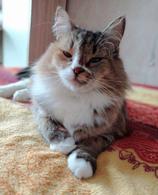 Фото: Скоттиш страйт (шотландская прямоухая) : Оставленная хозяевами кошка Алиса ищет дом