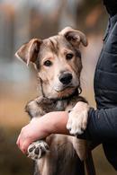 Фото: Скоттиш страйт (шотландская прямоухая) : Ищет дом ласковый мальчик, зовём Красавчиком , 10 месяцев