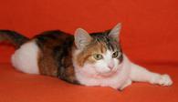 Фото: Самоед : Милая трехцветная кошка Мила в добрые руки