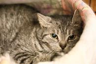 Фото: Самоед : Миледи - метис британской кошечки, ищет дом.