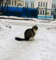 Фото: Скоттиш страйт (шотландская прямоухая) : Последняя надежда, что под Новый год чудеса случаются!