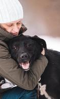 Фото: Скоттиш страйт (шотландская прямоухая) : Самый обаятельный и позитивный пес Вокер ищет дом!