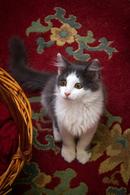 Фото: Скоттиш страйт (шотландская прямоухая) : Очаровательный котенок в добрые руки.