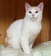 Фото: Скоттиш страйт (шотландская прямоухая) : Очаровательные котята (10 мес.) ищут дом