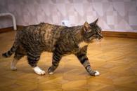 Фото: Самоед : Ласковая мурчунья Дашенька ищет семью!