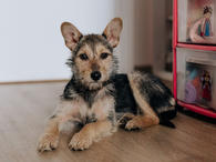 Фото: Самоед : Очаровательный домашний щеночек-мышонок Сара ищет дом