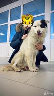 Фото: Скоттиш страйт (шотландская прямоухая) : Замечательный мальчик Самсон в добрые руки!