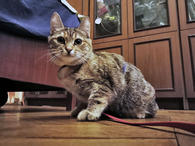 Фото: Самоед : Полосатое чудо Нирвана, девочка-котенок, жертва садистов ищет дом и доброе сердце