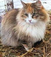 Фото: Скоттиш страйт (шотландская прямоухая) : Прекрасная мягкая и нежная котофеишна