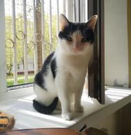 Фото: Скоттиш страйт (шотландская прямоухая) : Приключения Шурика! Котик ищет дом!