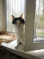 Фото: Скоттиш страйт (шотландская прямоухая) : Приключения Шурика! Котик ищет дом!