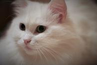 Фото: Самоед : Продам ангорских котят