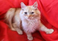 Фото: Самоед : Пушистый, рыжий котенок Марсель в дар 