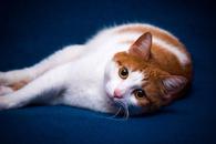 Фото: Скоттиш страйт (шотландская прямоухая) : Рыжая кошечка Долька ищет семью! В дар! 