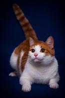 Фото: Скоттиш страйт (шотландская прямоухая) : Рыжая кошечка Долька ищет семью! В дар! 