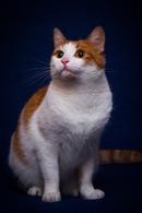 Фото: Скоттиш страйт (шотландская прямоухая) : Рыжая кошечка Долька ищет семью! В дар! 