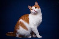 Фото: Скоттиш страйт (шотландская прямоухая) : Рыжая кошечка Долька ищет семью! В дар! 
