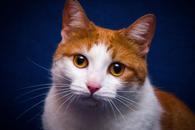 Фото: Скоттиш страйт (шотландская прямоухая) : Рыжая кошечка Долька ищет семью! В дар! 