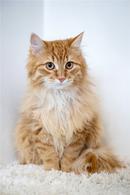 Фото: Скоттиш страйт (шотландская прямоухая) : Рыжие котята мальчики в добрые руки.