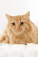 Фото: Скоттиш страйт (шотландская прямоухая) : Рыжие котята мальчики в добрые руки.