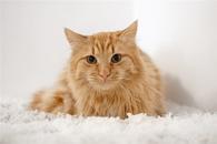 Фото: Скоттиш страйт (шотландская прямоухая) : Рыжие котята мальчики в добрые руки.