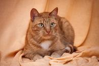 Фото: Скоттиш страйт (шотландская прямоухая) : Рыжий котик Джон ищет родителей! В добрые руки!
