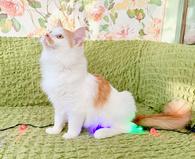 Фото: Самоед : Рыжий котик Пухлик в поисках счастья. В дар