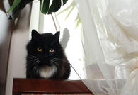 Фото: Самоед : Роскошная пушистая Ляля. Молодая кошка в добрые руки.