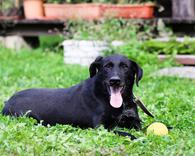 Фото: Самоед : Роскошный молодой пес, метис Ризеншнауцера в ответственные руки