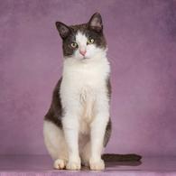 Фото: Скоттиш страйт (шотландская прямоухая) : Шикарные молодые котики и кошечки (1 г.) в дар