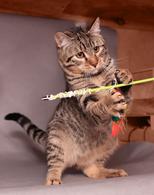 Фото: Скоттиш страйт (шотландская прямоухая) : Шикарные молодые котики и кошечки (1 г.) в дар