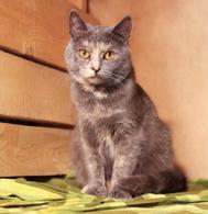 Фото: Скоттиш страйт (шотландская прямоухая) : Шикарные молодые котики и кошечки (1 г.) в дар
