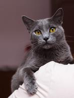 Фото: Скоттиш страйт (шотландская прямоухая) : Шикарные молодые котики и кошечки (1 г.) в дар