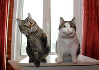 Фото: Самоед : Шуня и Шаня, сладкие плюшечки. Кошечки подростки в добрые руки.