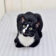 Фото: Скоттиш страйт (шотландская прямоухая) : Кошечка Руна
