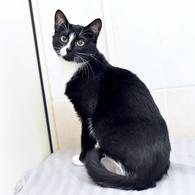 Фото: Скоттиш страйт (шотландская прямоухая) : Кошечка Руна