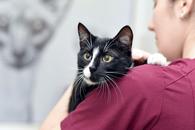 Фото: Скоттиш страйт (шотландская прямоухая) : Кошечка Руна