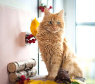 Фото: Самоед : Солнечный котик Желточек в добрые руки.