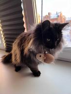 Фото: Скоттиш страйт (шотландская прямоухая) : Трехлапый красавец котик Форест ищет семью!
