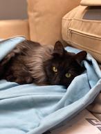 Фото: Скоттиш страйт (шотландская прямоухая) : Трехлапый красавец котик Форест ищет семью!