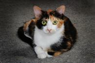 Фото: Самоед : Трехцветный котенок Марта на счастье!