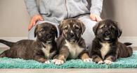 Фото: Самоед : Три очаровательных щенка от домашней собаки ищут дом