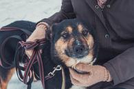 Фото: Скоттиш страйт (шотландская прямоухая) : Весна. Загляните в эти глаза- в них надежда и мечта о доме!