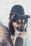 Фото: Скоттиш страйт (шотландская прямоухая) : Весна. Загляните в эти глаза- в них надежда и мечта о доме!